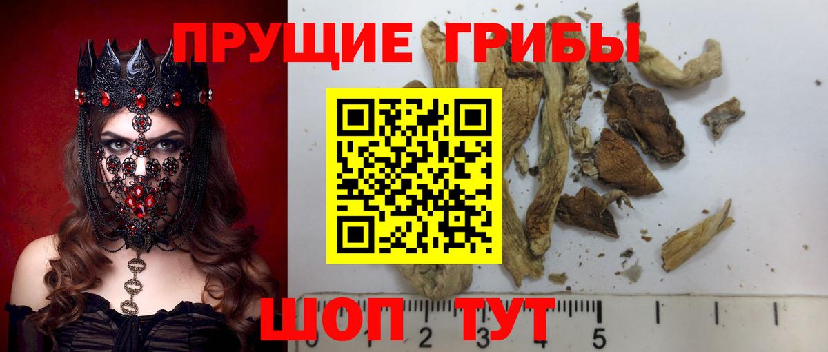Псилоцибиновые грибы Cubensis Губаха